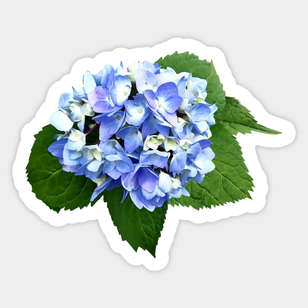 Hydrangeas - Blue and Purple Hydrangea Sticker by SusanSavad